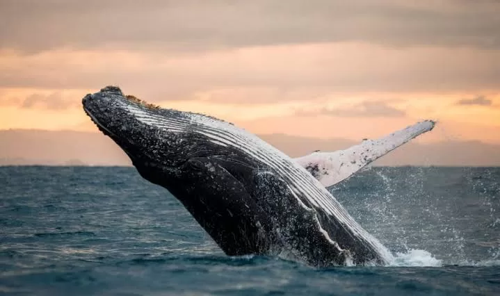 Kaikōura and Hanmer Springs: whales, mountains and hot springs