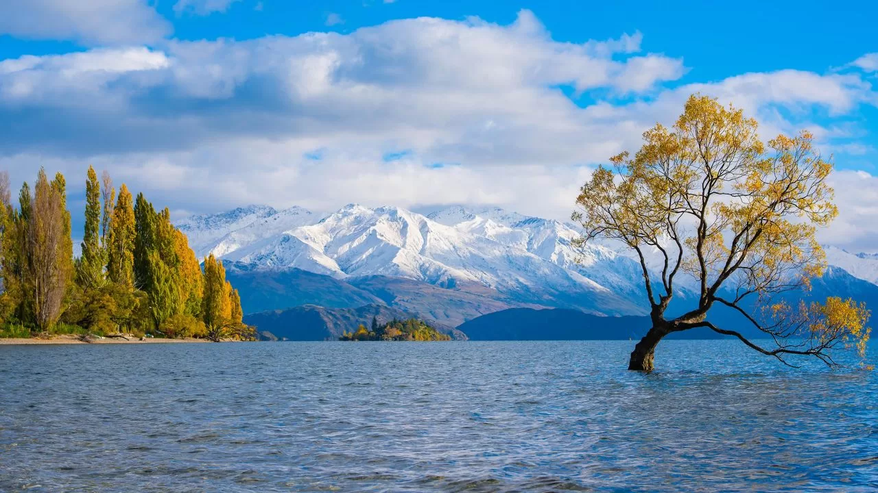 Lake Wanaka and That Wanaka Tree